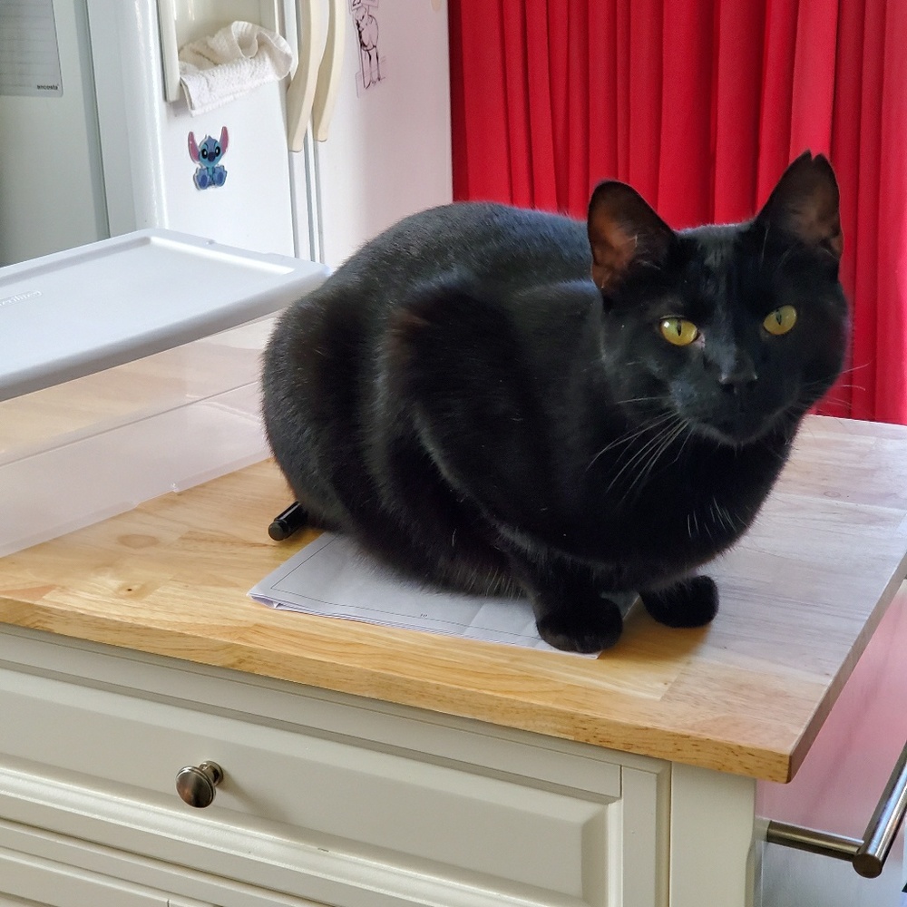 Meet your Posher, Amy
